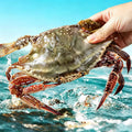 Frozen Swimming Crab